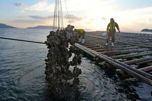 広島県呉市沖で水揚げされる養殖カキ=18日
