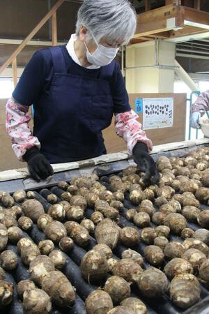 出荷が始まった五泉市特産のサトイモ「帛乙女」=9月9日、五泉市一本杉