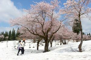 満開を迎えた「雪上桜」=21日、魚沼市福山新田