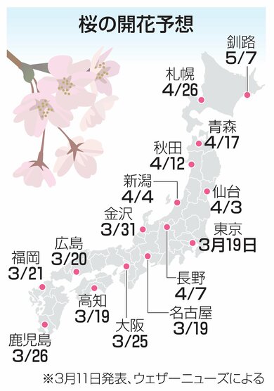 桜前線2026！新潟市は4月4日開花予想、全国的に早まる見通し | 新潟日報