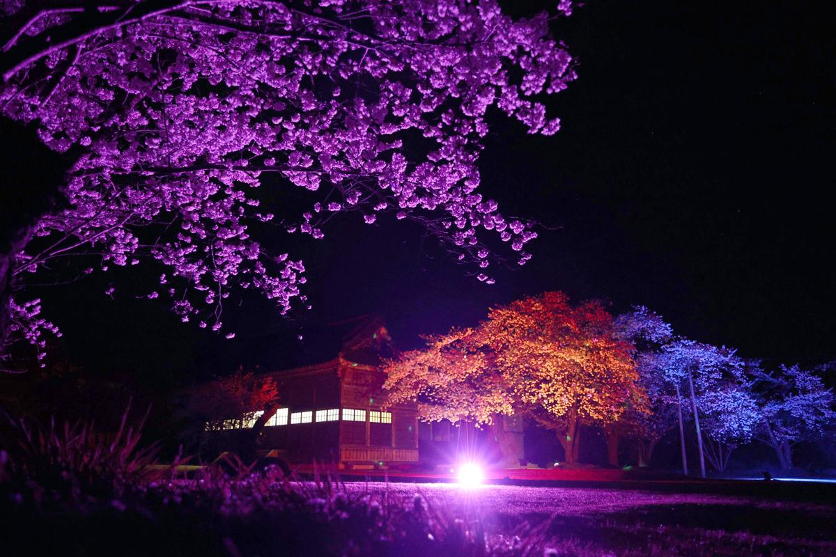 幻想的な夜桜の世界へ！各地のライトアップイベント