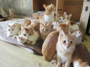 多頭飼育崩壊した家庭の猫=新潟市東区(新潟動物ネットワーク提供)