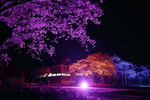 色とりどりにライトアップされた熊野神社の夜桜＝７日、佐渡市畑野