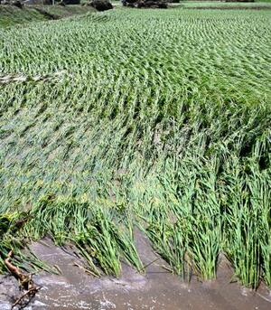 大雨で冠水した水田=21日午前10時28分、秋田県仙北市