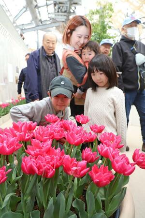 チューリップの歴史や魅力について理解を深めた家族連れら=新潟市秋葉区金津の県立植物園