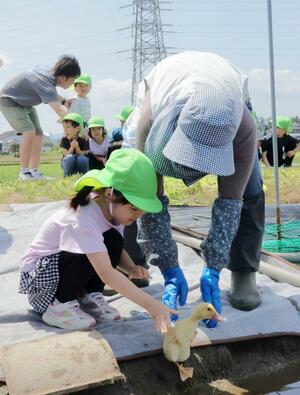 田んぼにアイガモを放ったせいろう幼稚園の園児ら=聖籠町蓮潟
