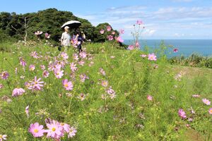 日本海を望む「佐渡見平コスモス畑」=15日、柏崎市笠島