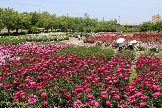 色鮮やかなシャクヤクが咲きそろった東公園＝１９日、五泉市赤海