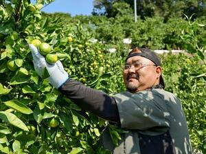 和歌山県上富田町で「極早生ミカン」を収穫する前田純志さん=16日午前