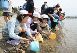 鮭の稚魚を放流する小学生たち=4月11日、村上市羽下ケ渕