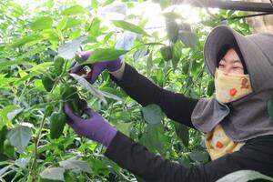 　ピーマンを収穫するガヤトリさん＝２０２５年１０月、茨城県神栖市