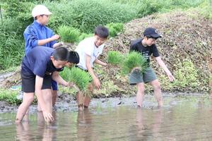 酒米の苗を植える大潟町小学校の6年生=上越市柿崎区水野