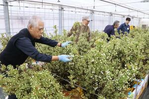 ハウスでナシの白い花を摘む作業=新潟市南区