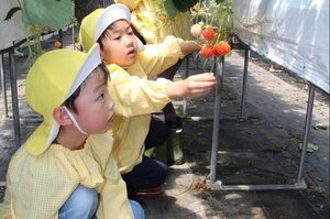 ハウス内でいちご狩りを楽しむ園児=6月6日、五泉市木越