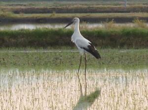 新発田市中俵の水田で目撃されたコウノトリ=9日午前5時ごろ(宮嶋満さん提供)