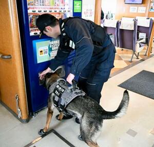 　アジア・アジアパラ大会に向けた警戒活動で、高速船の船内を探索する警備犬＝２６日午前、中部空港