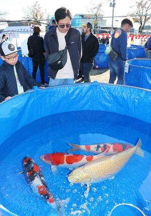 彩り豊かな錦鯉が泳ぐ姿を見て楽しむ人たち=11月9日、小千谷市桜町
