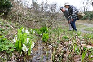 開園３０年を迎えた雪国植物園。湿地にはミズバショウが顔をのぞかせている＝１日、長岡市宮本町３