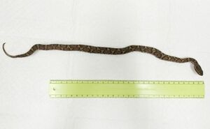 新潟市東区紫竹の民家から逃げ、捕獲された体長約40センチのマムシ=5月28日(新潟市提供)