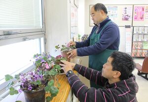 県庁1階の広報展示室に飾られた雪割草の鉢植え=3月10日、県庁