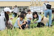 チューリップで来春の庭をカラフルに♪いくとぴあ食花（新潟市中央区）球根抜き取り体験イベント、5日午後と12日午前も開催