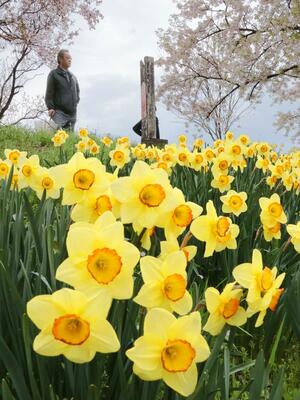 見頃を迎えているスイセン。桜吹雪との共演は今週末まで見られそうだ=4月18日、新潟市秋葉区