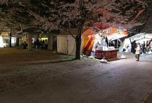 観桜会での露店の募集形式が変わり、スペースが空いた高田城址公園=6日、上越市本城町