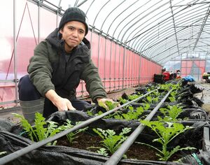 冬場に栽培している春菊の状態を確認する中島秀さん＝上越市小泉