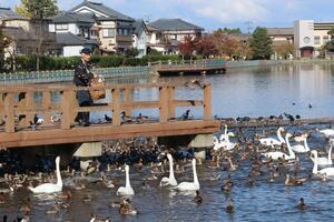 「こーい、こい」の呼び声とともに、餌を与える3代目白鳥おじさんの齋藤功さん=阿賀野市水原
