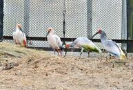 本州初のトキ放鳥へ佐渡市で訓練開始　訓練用ケージで自然で生きる力養う、能登半島で5月放鳥予定