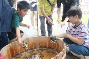 サザエのつかみ取りに挑む子どもたち=22日、佐渡市小木町の小木みなと公園