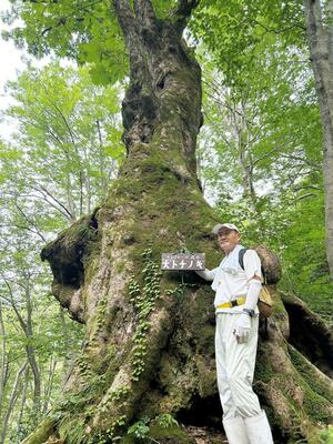 幹回りが7メートルほどのトチの巨木を紹介する梁川廣司さん=胎内市下荒沢