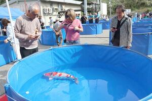 多くの愛好家らが集まった長岡市錦鯉品評会=10月27日、長岡市山古志竹沢