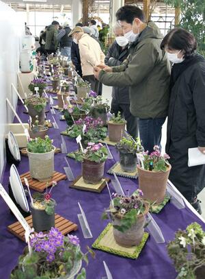 さまざまな色や咲き方の雪割草が展示されている「日本・新潟雪割草まつり」=3月2日、新潟市中央区清五郎