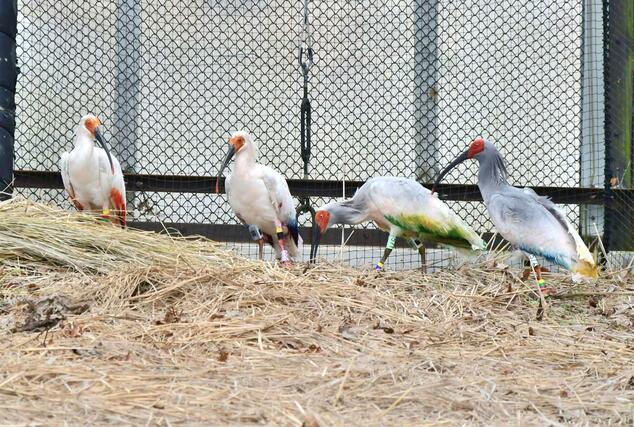 訓練用ケージに放されたトキ=3日、佐渡市新穂正明寺(環境省提供)