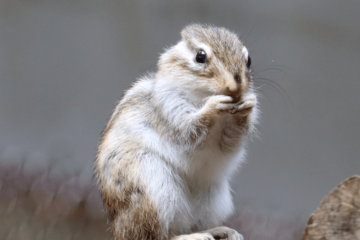 リスがモグモグ 超かわいい 新潟 加茂山公園 新潟日報デジタルプラス