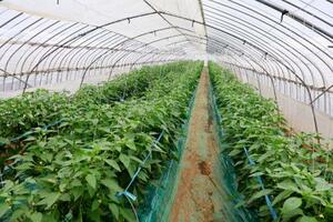 ピーマンを生産する農業用ハウス=1日、茨城県鉾田市