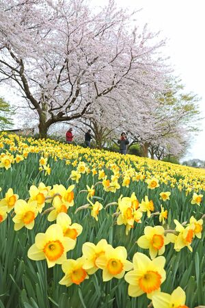 見頃を迎えている桜とスイセン＝７日、新潟市秋葉区滝谷町