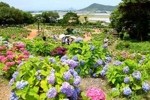 愛知県田原市の渥美運動公園内に整備された「渥美あじさいの森」=6日