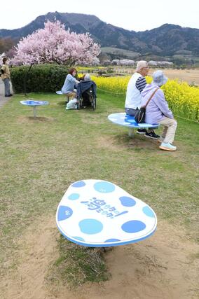 桜と菜の花が見頃を迎えた公園。ビューポイントに新たに設けられたベンチ＝９日、新潟市西蒲区松野尾