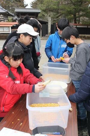 ポップコーン用トウモロコシの実を取る体験をする子どもたち=佐渡市新穂大野