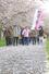 桜並木を眺めながら歩いた「加治川桜堤ウォーク」の参加者＝１１日、新発田市真野原
