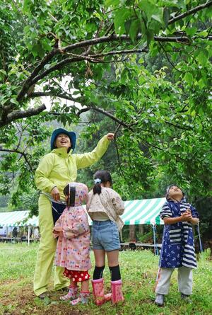 雨の中、釜谷梅の収穫を楽しむ親子連れら=6月23日、出雲崎町大釜谷