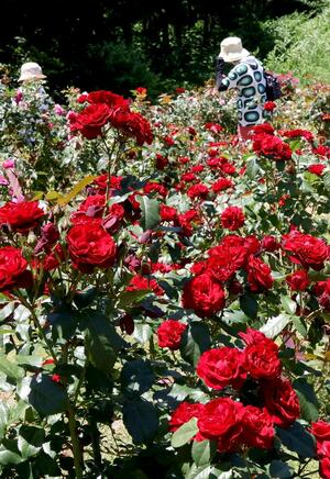 ボランティアが手入れを続け、開花を迎えたバラ＝加茂市長谷