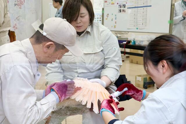 個体鑑別用にマーカーでトキの羽を着色する職員ら=3日、佐渡市新穂正明寺