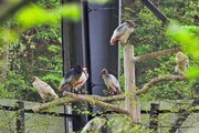 トキ「野生に1000羽」夢見て！石川・羽咋市で31日本州初放鳥、佐渡で訓練追い込み　「広範囲に分散」懸念も