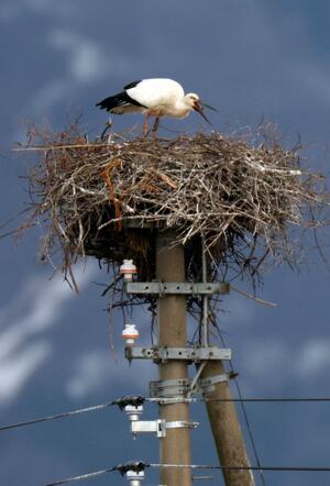 卵のふ化が確認されたコウノトリの巣=4日、上越市吉川区