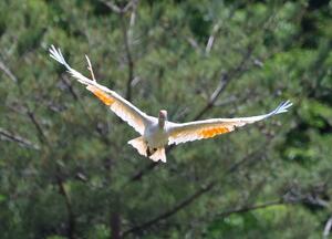 大佐渡地域で初めて行われた放鳥で、力強く飛ぶトキ=6月、佐渡市小野見