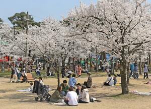 満開の桜の下、花見を楽しむ人々。県議選には子育て支援などに関心が寄せられる一方で、県議選自体に冷ややかな声も聞かれた=4月1日、上越市