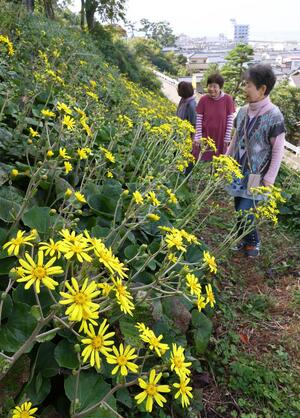 つわぶき坂展望台に咲くツワブキの花=10月26日、長岡市寺泊二ノ関